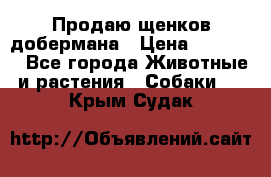 Продаю щенков добермана › Цена ­ 45 000 - Все города Животные и растения » Собаки   . Крым,Судак